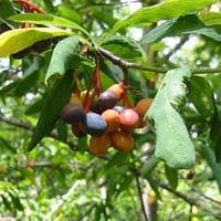 Image result for Ormocarpum schliebenii