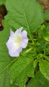 Image result for Gutenbergia cordifolia