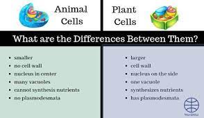 Hence, tissue fluid does not. Differences Between Plant Cell And Biological Kingdom Facebook