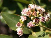 Image result for Jamesbrittenia micrantha