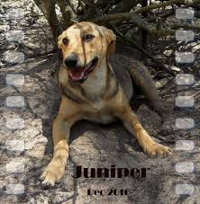 We do not put any animal down that we have a chance of rehabilitating and hope to find loving, caring homes for all of our special residents. Save A Pet Port Elizabeth Animal Shelters Phone 041 372 1 Email Contact Think Local