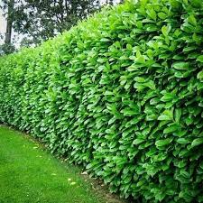 Maybe you would like to learn more about one of these? Privacy Want An Evergreen Choice That Doesn T Look Like A Christmas Tree Try Dwarf English Laurel Like In This Evergreen Garden Garden Hedge Garden Hedges