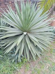 Image result for Pleioceras orientale