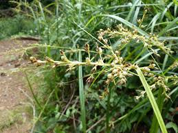 Image result for Scleria nyasensis