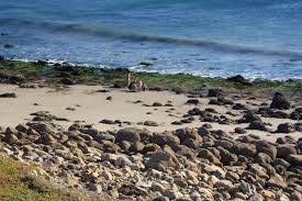 Maybe you would like to learn more about one of these? Nicholas Canyon County Beach Malibu Ca California Beaches