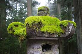 Learning how to grow moss is a fun and easy project. 15 Great Moss Gardening Ideas Easy Moss Garden Guide