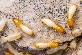 Phoenix pest control and exterminator services in phoenix, arizona area. Pest Control Phoenix Az 1 Best Pest Exterminator 100 Guarantee