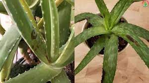 Brown spots on aloe vera plant. Brown Spots On Aloe Vera Plant Causes And Solutions Garden For Indoor