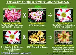 Aromatic Adenium