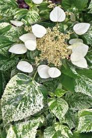 Schizophragma Hydrangeoides Burst Of Light Przywarka Japonska Clematis Flower Farm White Gardens