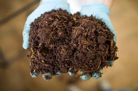 (2018.) cultivating mushrooms on straw: How To Grow Oyster Mushrooms The Ultimate Step By Step Guide Grocycle