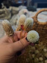 Image result for Disa cryptantha