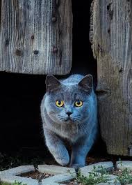 Nilufer Ulker Yeter Adli Kullanicinin Cats Panosundaki Pin 2020 Goruntuler Ile Kediler Ve Yavrulari Kedileri Seviyorum Sevimli Kediler