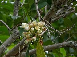 Image result for Syzygium niassense