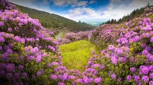 Maybe you would like to learn more about one of these? General 1920 1080 Nature Landscape Flowers Trees Forest Plants Clouds Sky Road Purple Flower Rhododendron Ireland Six Picture