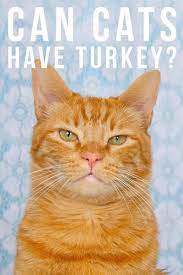 Can Cats Have Turkey Cat Food And Feeding Advice Catfacts Cat Site Cat Having Kittens Cat Care