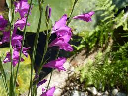 Image result for Gladiolus pretoriensis