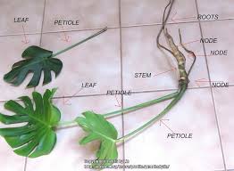 Pin On Plants