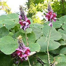 Image result for Pueraria