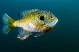 what are the best tasting freshwater fish