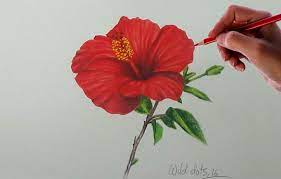 Drawing A Flower China Rose Easy And Simple Way Flower Drawing Hibiscus Drawing Easy Flower Drawings