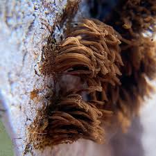 Image result for Stemonitis splendens