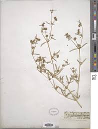 Image result for Gisekiaceae