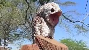 Maybe you would like to learn more about one of these? Terrifying Ghost Bird With Giant Eyes And Humongous Mouth Spooks Woman Mirror Online