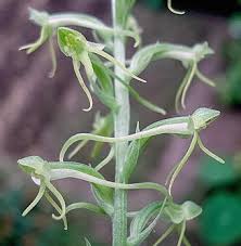 Image result for Habenaria nyikana