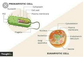 We did not find results for: Give A Well Labelled Diagram Of Prokaryotic And Eukaryotic Cell Brainly In