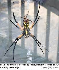 The end of the tail is black, tipped with white. Black And Yellow Garden Spider Nc State Extension Publications