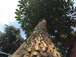 Image result for Cussonia spicata