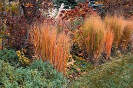 Image result for Panicum monticola