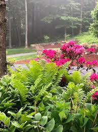 Woodland Shade Gardens Before And After Eileen Anderson Realtor Berkshire Hathaway Home Services Ne In 2020 Naturalistic Garden Garden In The Woods Shade Garden