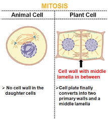 We did not find results for: Learn Comparative Study On Mitosis In Plants And Animals In 3 Minutes