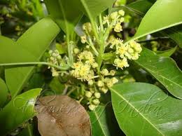 Image result for Beilschmiedia