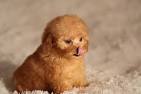 Teacup and Toy Poodle Puppies | Teacup Puppies & Boutique