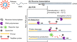 A reverse transcriptase (rt) is an enzyme used to generate complementary dna (cdna) from an rna template, a process termed reverse transcription. Principle Of The Rt Pcr Assay A Reverse Transcription Rt Of The Download Scientific Diagram