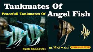 Angelfish Tankmates Angelfish Compatible Tankmates In Hindi Urdu With E Angel Fish Aquarium Fish Fish