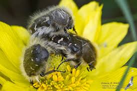 Image result for Tropinota hirta