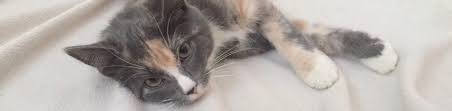 The aspca mobile spay/neuter clinic : Spay Neuter Programs Angelcat Haven Feline Rescue