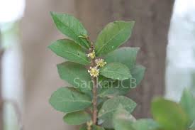 Image result for Streblus