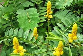 Terdapat banyak petua hilangkan panau yang panau atau 'tinea versicolor' adalah sejenis jangkitan kulat yang disebabkan oleh kulat jenis genus malassezia. Ubat Panau Daun Jurupulih Y