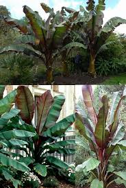 An indica dominant strain, banana kush strain provides a sweet and mellow buzz that can inspire, and it is for this reason that this strain has gained momentum in its popularity in the creative scene and among artists. Red Abyssinian Banana Tree Ensete Ventricosum Maurelii Zone 9 11 Part Full Sun 8 15 Ornamental Ban Tropical Planter Fast Growing Trees Pool Landscaping