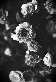 Flowers play a big role in our lives. Pin By à¸à¸¥à¸­à¸¢ On Couple Black And White Wall Art Black Aesthetic Wallpaper Black White Art