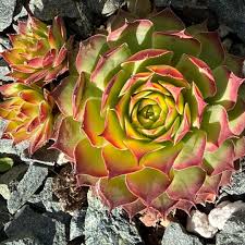 These rare varieties bring a pop of color and warm sunset tones. Sempervivum Gold Nugget Sempervivum Gold Nugget In Gardentags Plant Encyclopedia
