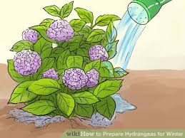 How To Prepare Hydrangeas For Winter Hydrangea Garden Drought Tolerant Garden Hydrangea Care
