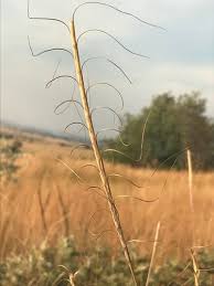 Image result for Urelytrum agropyroides