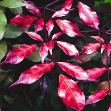 Image result for Rourea coccinea