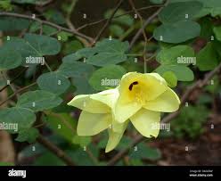 Image result for Bauhinia tomentosa